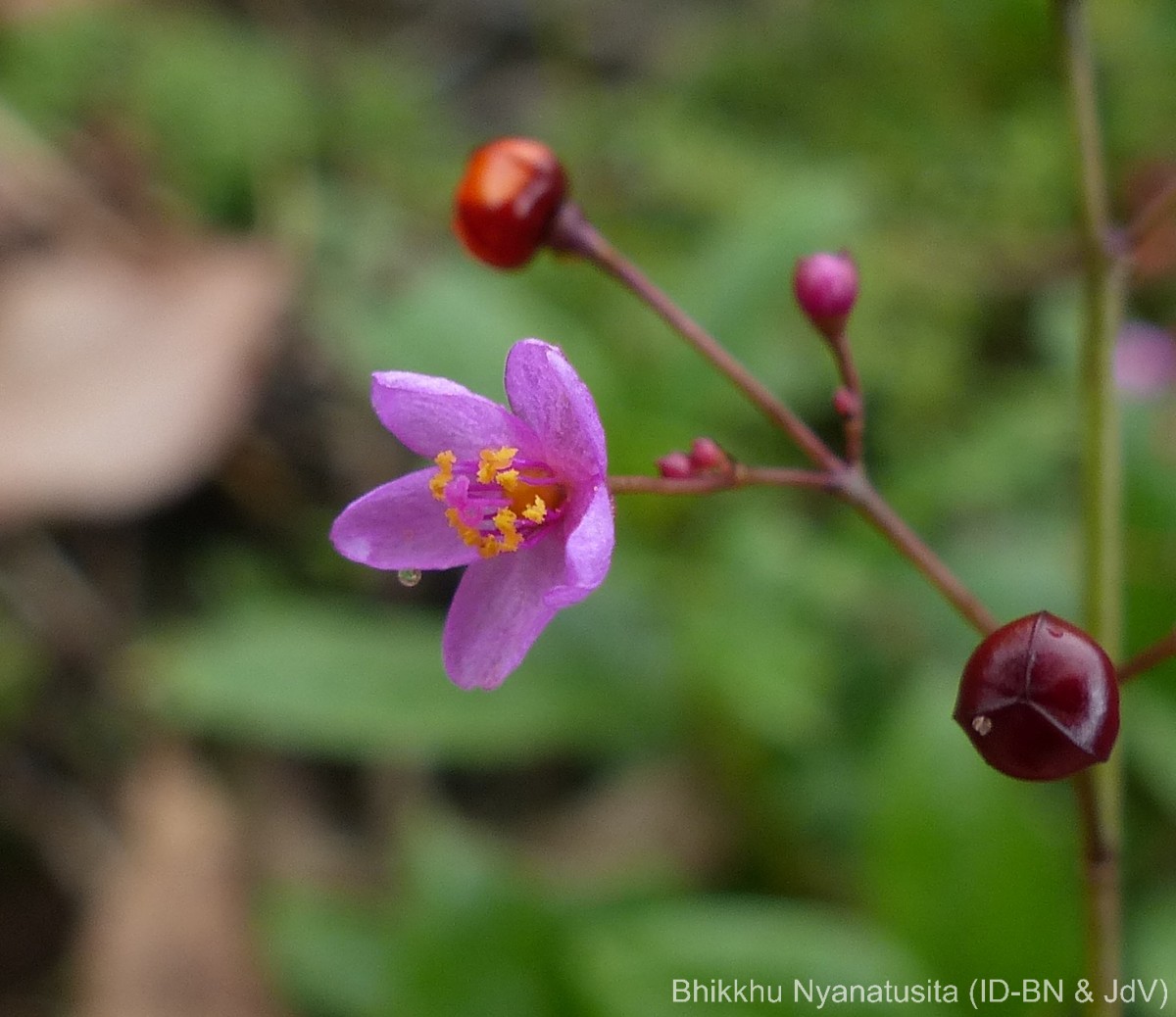 Talinum paniculatum (Jacq.) Gaertn.